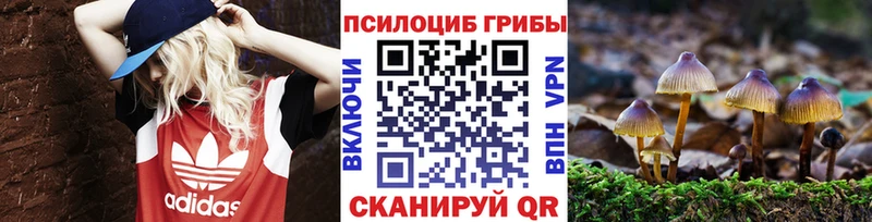 где купить   блэк спрут рабочий сайт  Галлюциногенные грибы Psilocybine cubensis  Судогда 